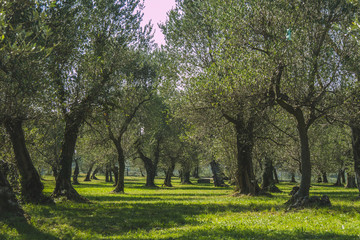 Fototapeta premium Olives trees