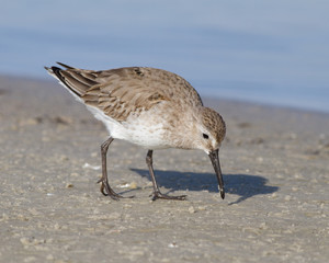 Western Sandpiper