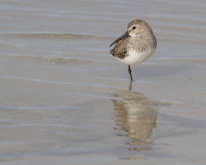 Western Sandpiper