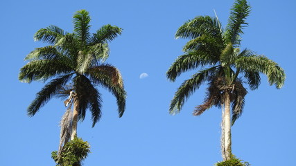 Fototapeta na wymiar White quarter moon in the blue sky between two big old green tropical palm tree