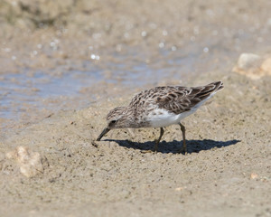 Least Sandpiper