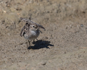 Least Sandpiper