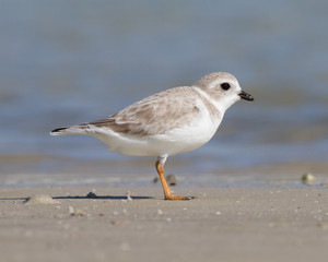 Piping Plover