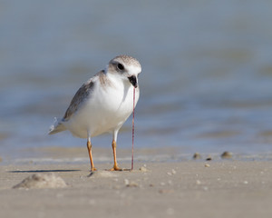 Piping Plover