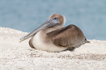Brown Pelican