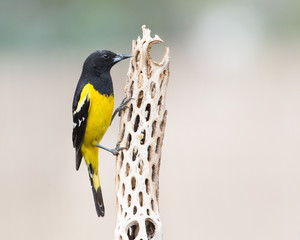 Scott's Oriole