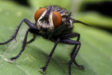 common house fly
