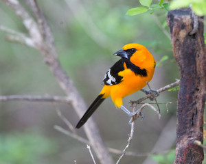 Altimira Oriole