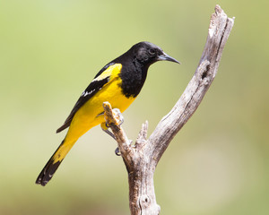 Scott's Oriole