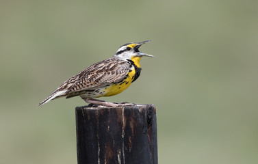 Eastern Meadowlark