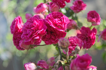 Beautiful pink roses climbing in summer outdoor 