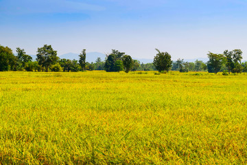 Obraz premium rice field