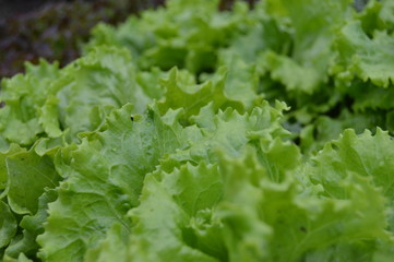 Lechuga natural