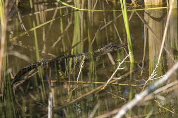 Juvenile alligator in marsh water