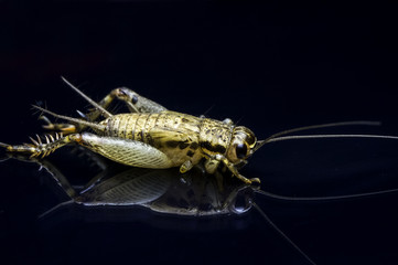 House cricket (Acheta domestica) with reflection on black background