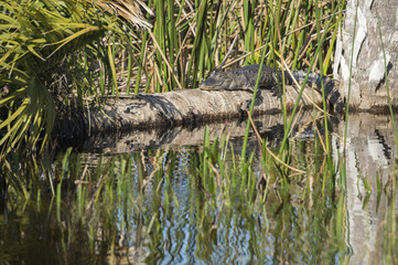Alligator sunning on log at Viera Wetlands, FL