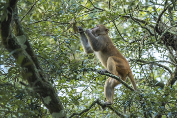 Rhesus macaque male monkey foraging acorns in Live Oak tree