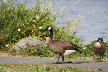 Canadian Goose