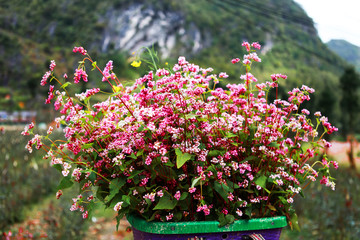 Fototapeta premium Buckwheat flowers bamboo basket