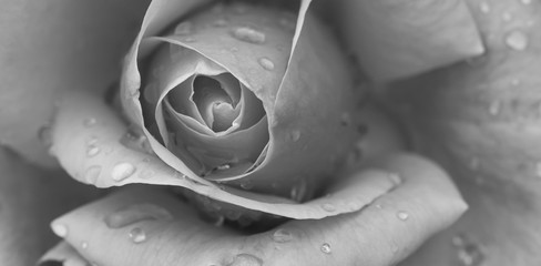 beautiful rose close up image with rain drops, black and white