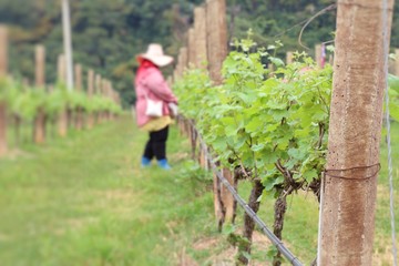 Naklejka na ściany i meble Workers in the vineyard