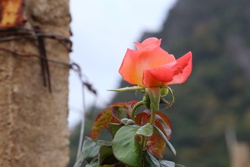 Fototapeta na wymiar Rose in the garden