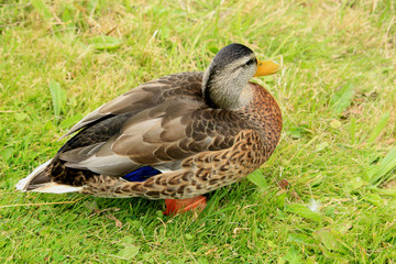 Naklejka na ściany i meble Female duck in grass