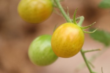 Branches of cherry tomato