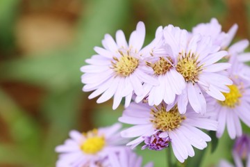 Diasy flower in garden
