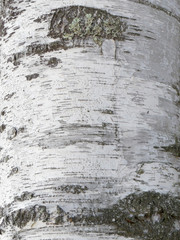 白樺の樹皮テクスチャー