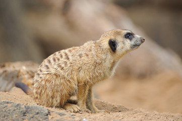 Alert Meerkat 