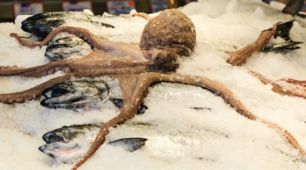 Octopus and Fresh Fish