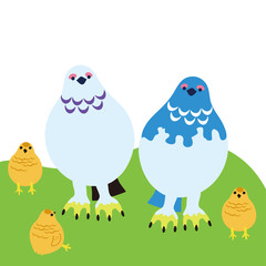 ライチョウ親子01