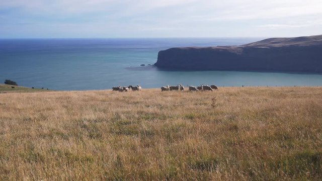 Sheep graze near Akaroa Harbor cliffs, New Zealand