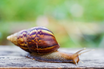 Snail on the wooden in the garden, morning time