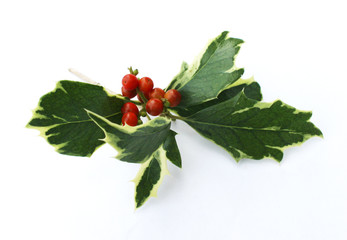 ヒイラギの葉とナンテンの実のクリスマスの飾り