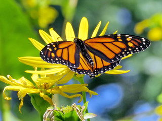 Toronto High Park the Monarch on the Ragwort flowers 2017