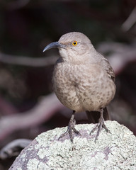 Curved-billed Thrasher