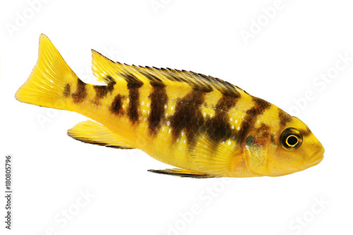 Bumblebee Cichlid Pseudotropheus Crabro Tropical Aquarium
