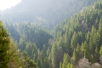 Beautiful pine forest in Switzerland