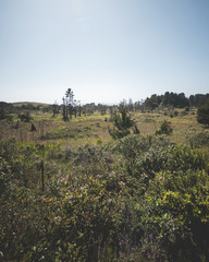 Mendocino Coast