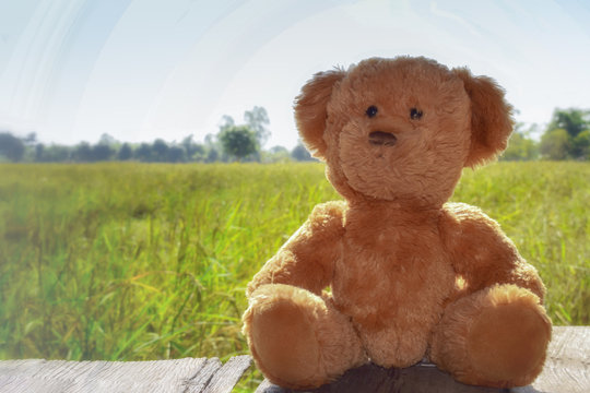 teddy bear and rice field background