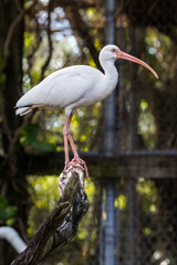 Florida Ibis Bird on a fence