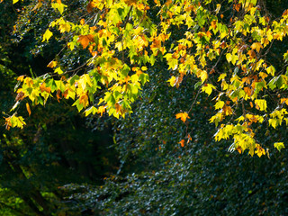 Obraz premium Colorful green & yellow autumn maple leaf on a tree