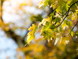 Fototapeta na wymiar Colorful green & yellow autumn maple leaf on a tree