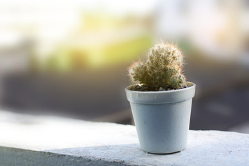 Cactus in a pot with soft light.