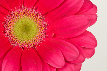 Pink Gerbera Close Up