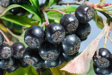 a lot of black berries
