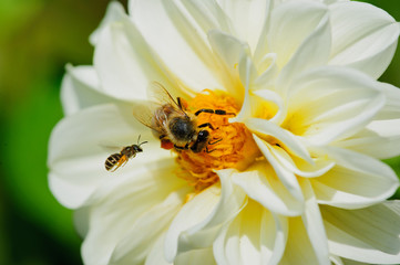 Bees and a White Dahlia