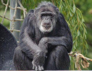 Chimpanzee Looking at the Camera